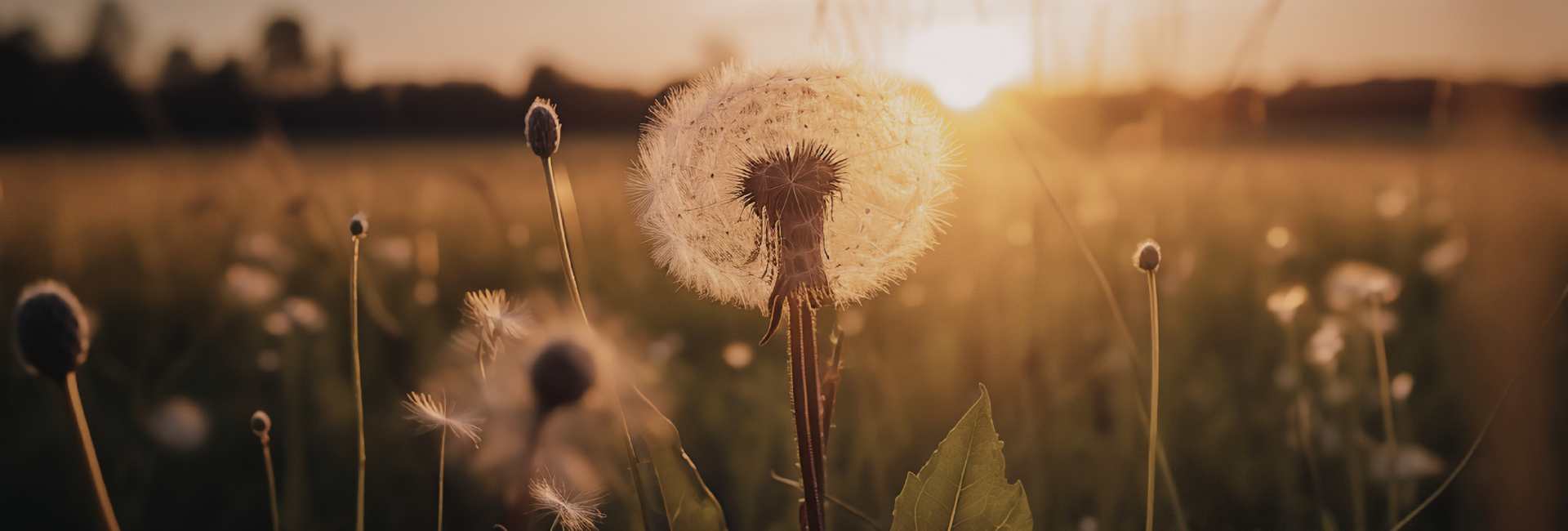 Pusteblume im Abendlicht, Sinnbild für Abschied und Vergänglichkeit