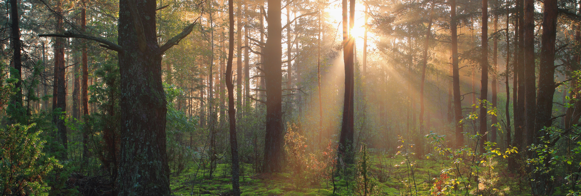 Sonnenlicht, das durch einen ruhigen Wald fällt